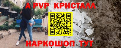 гашик Кингисепп