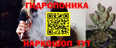 гашик Кингисепп