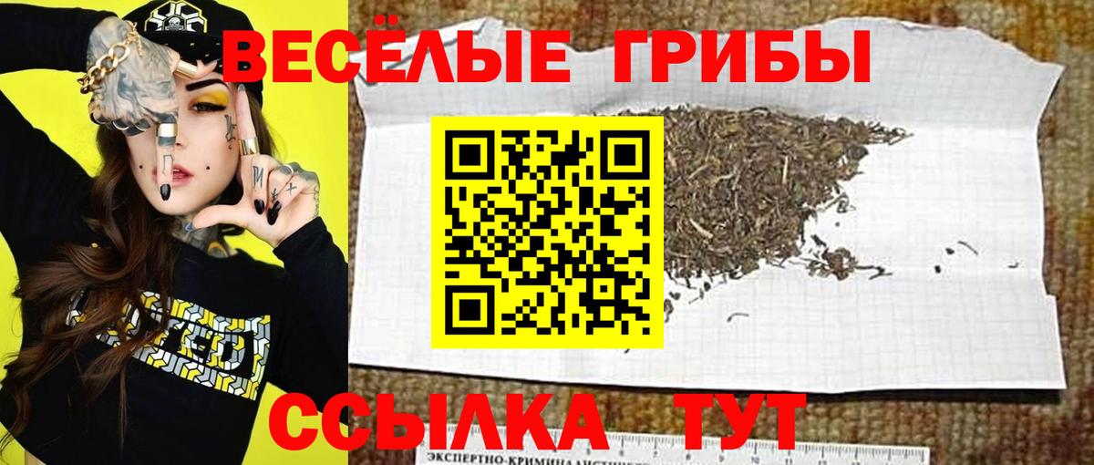 Псилоцибиновые грибы прущие грибы Кунгур